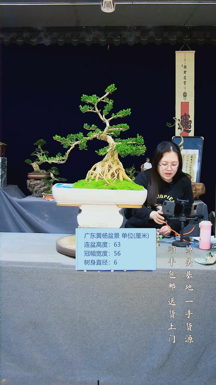 【闪购商品】黄杨盆景黄杨盆景