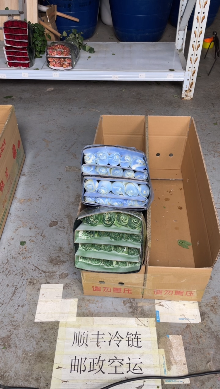 苏格兰绿20枝+碎冰蓝20枝