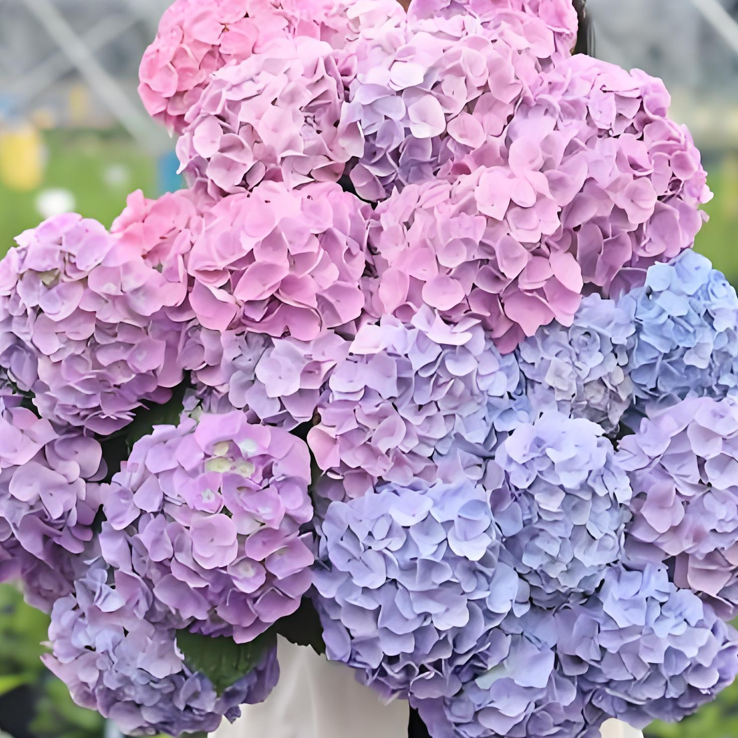 溪木花卉【博登湖】大花绣球适合庭院阳台盆栽苗新手好养护基地直发