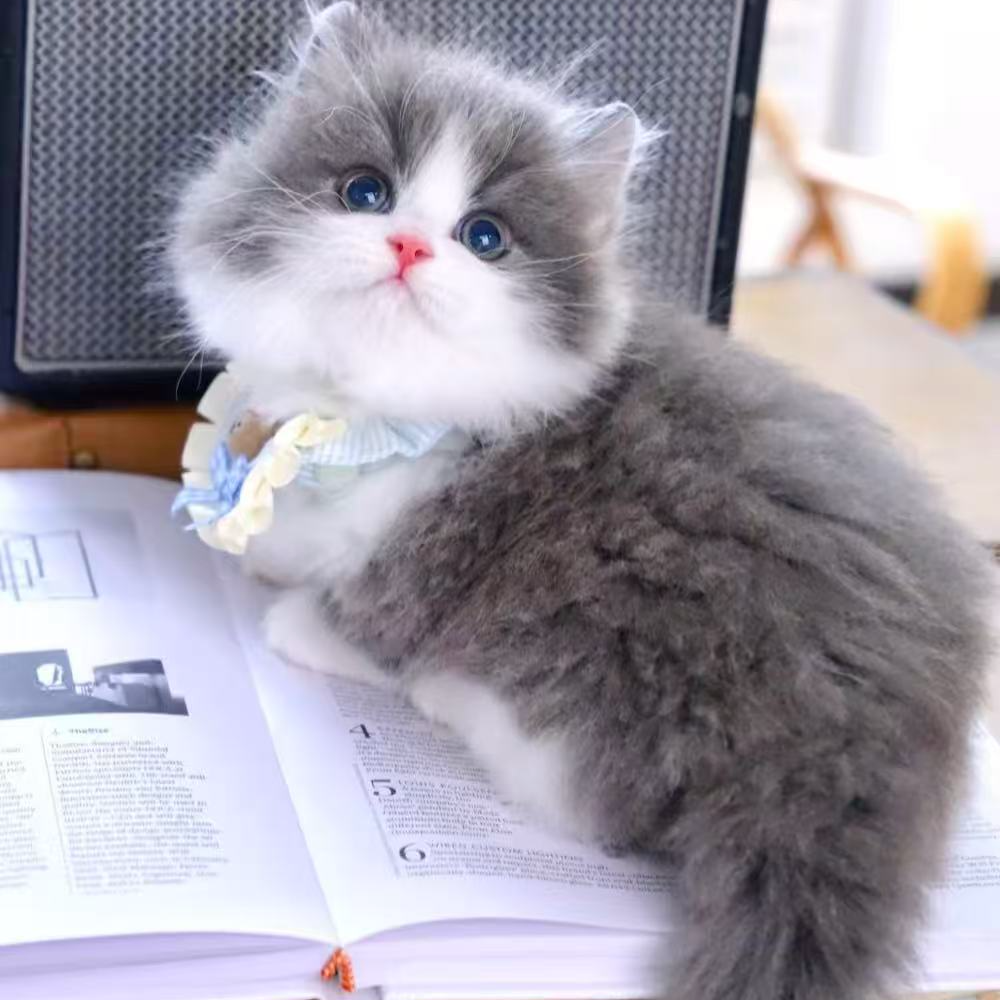【魏家潮宠】精品拿破仑猫咪活体链接