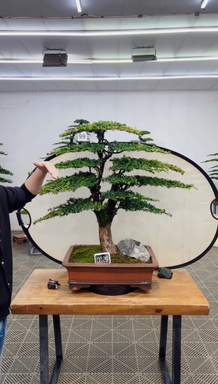 无花朵造型盆景一物一拍