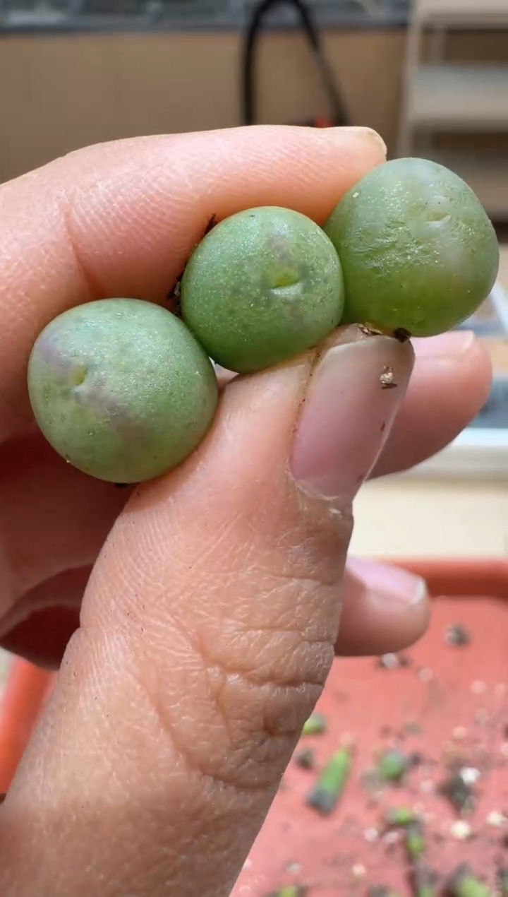 l****蔡多肉植物肉锥2-344