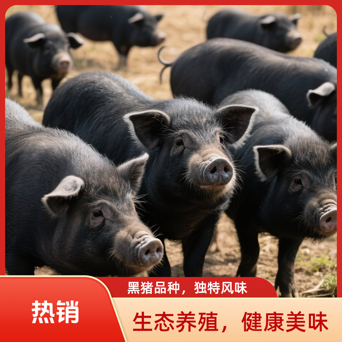 【排骨 杂骨】湘西散养跑山猪 农家土猪 黑猪 鲜猪肉
