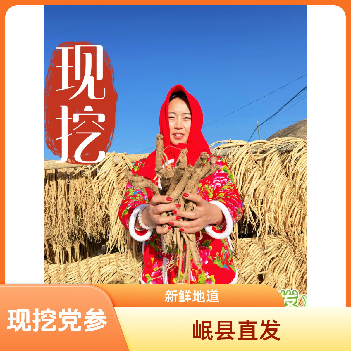 洮萃农阁甘肃正宗产区新鲜现挖党参适合炖汤炖鸡煮水炖猪蹄排骨