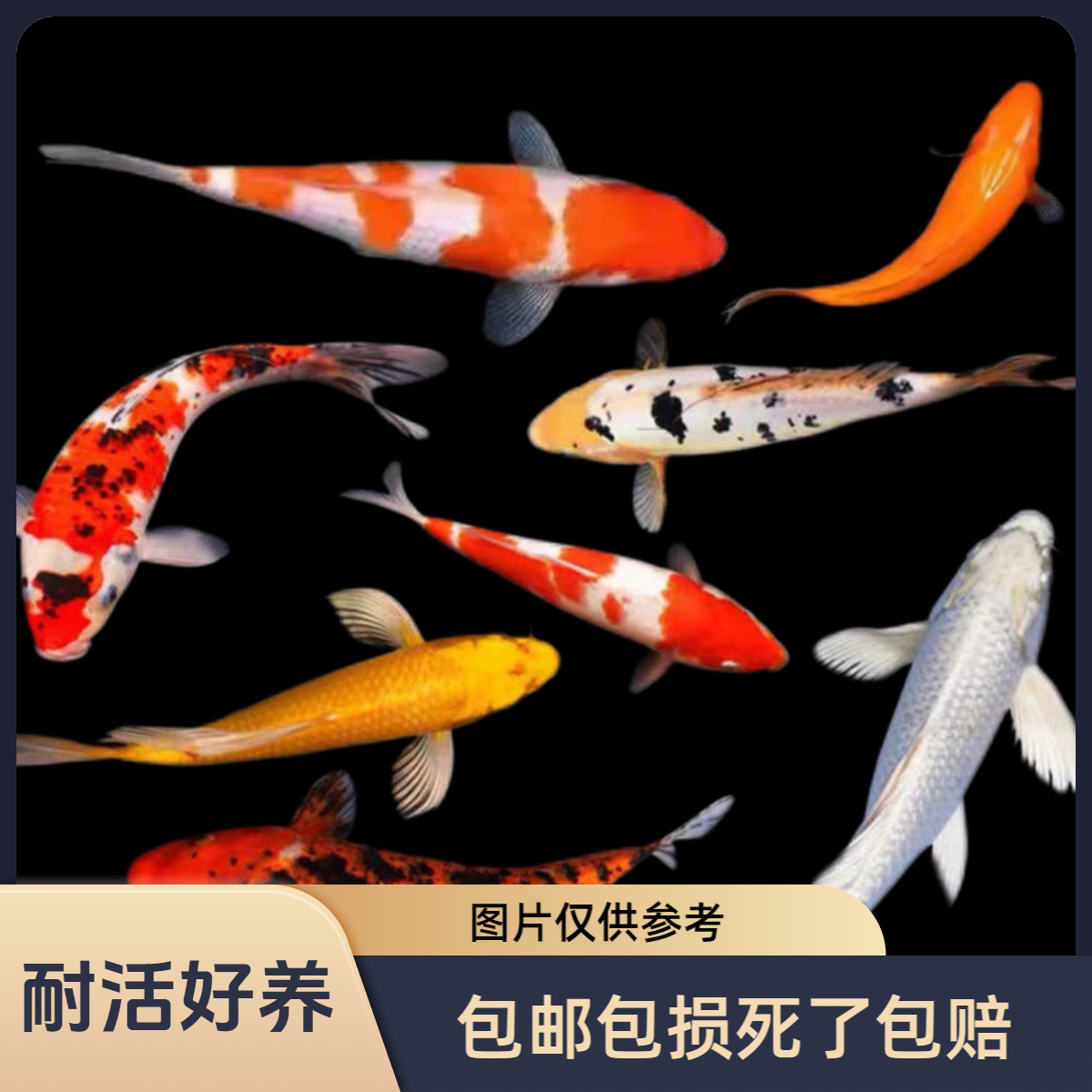 包邮包损死了包赔新手练手鱼耐活好养不挑水质和温度锦鲤玛雅混搭