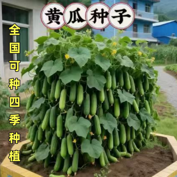 四季种植唐秋一号黄瓜种子春秋四季播水果黄瓜高产小黄瓜蔬菜种子
