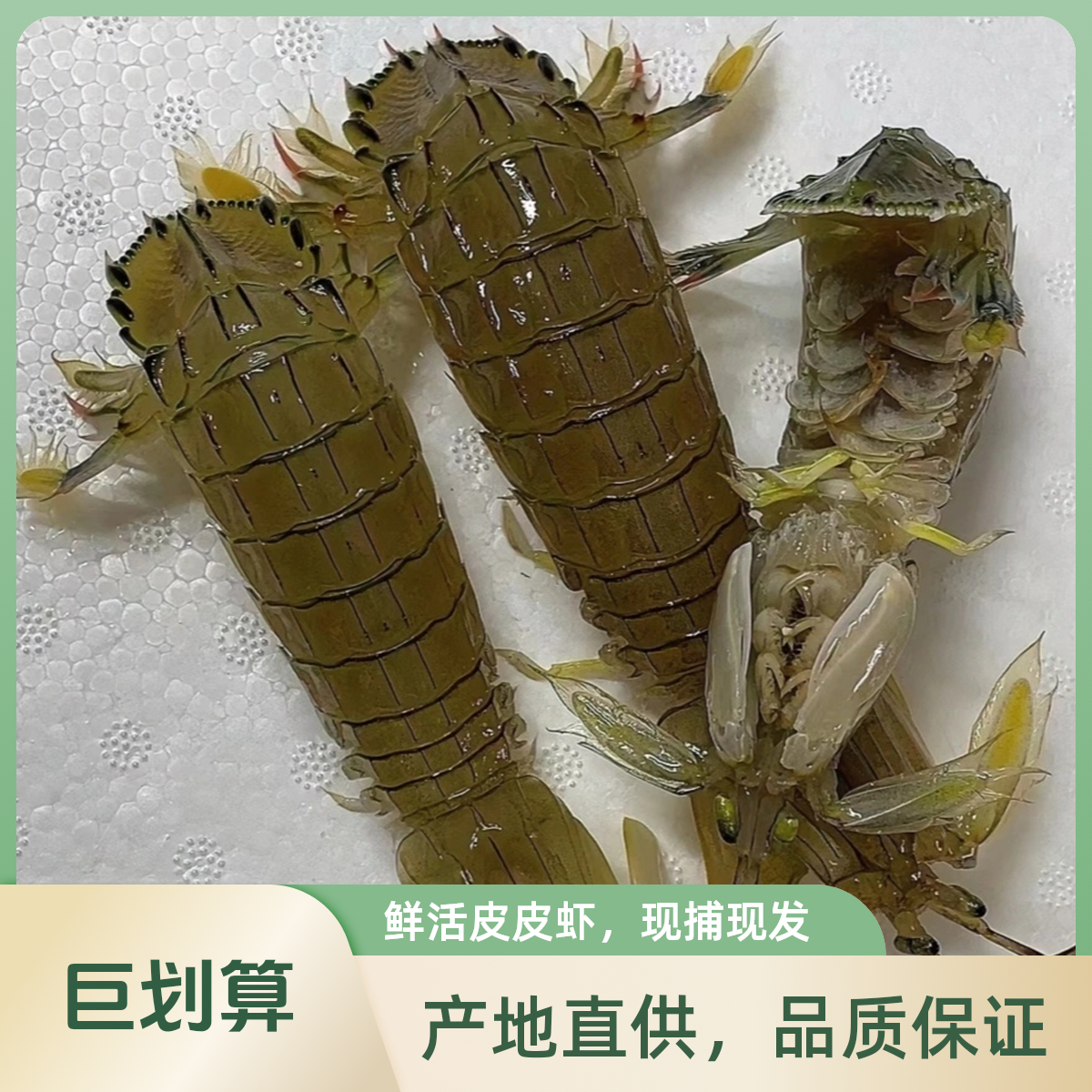 （顺丰包邮）大连皮口当地鲜活大虾爬子/皮皮虾冰鲜发货保鲜不保活