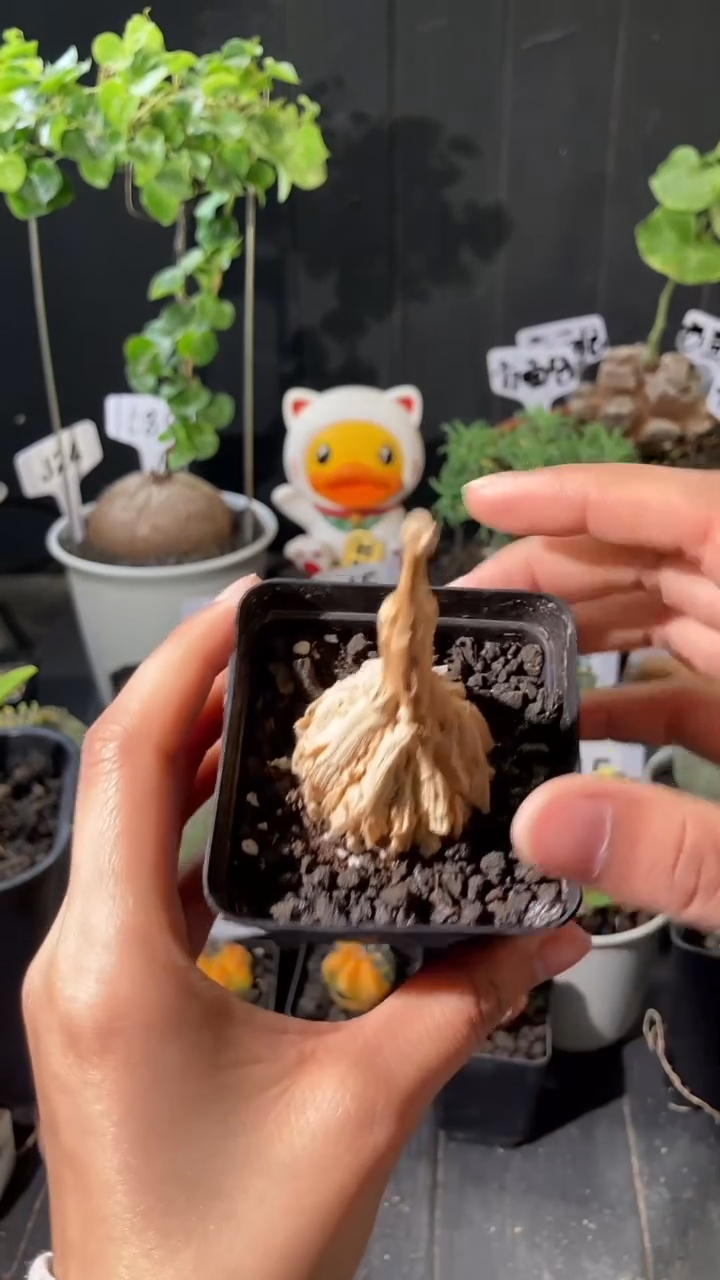 【闪购商品】龟甲萝藦福利量拍
