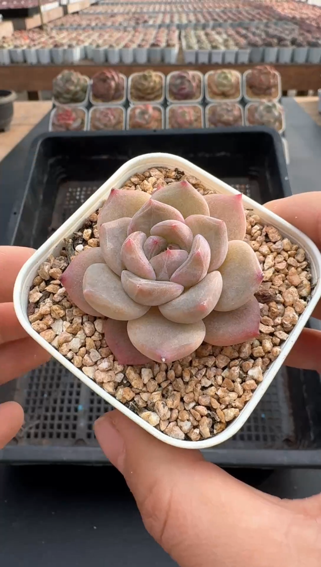 【闪购商品】842E号一物一拍多肉花卉植物3颗起发