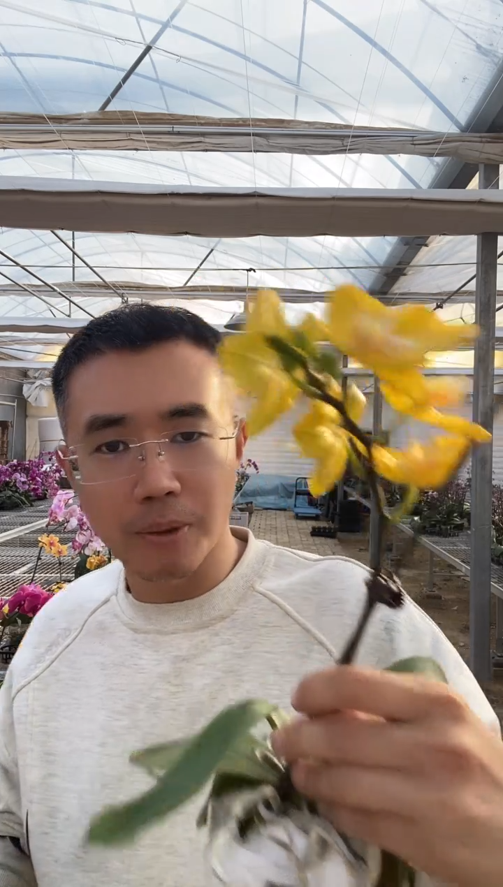 完全开放阿雷佐 微瑕 2.8/30混发