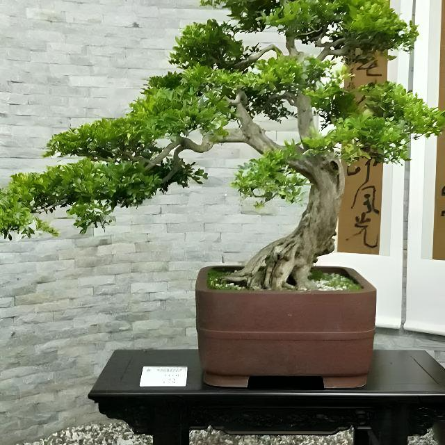 黑松盆景老桩曲杆文人大树型庭院别墅盆景