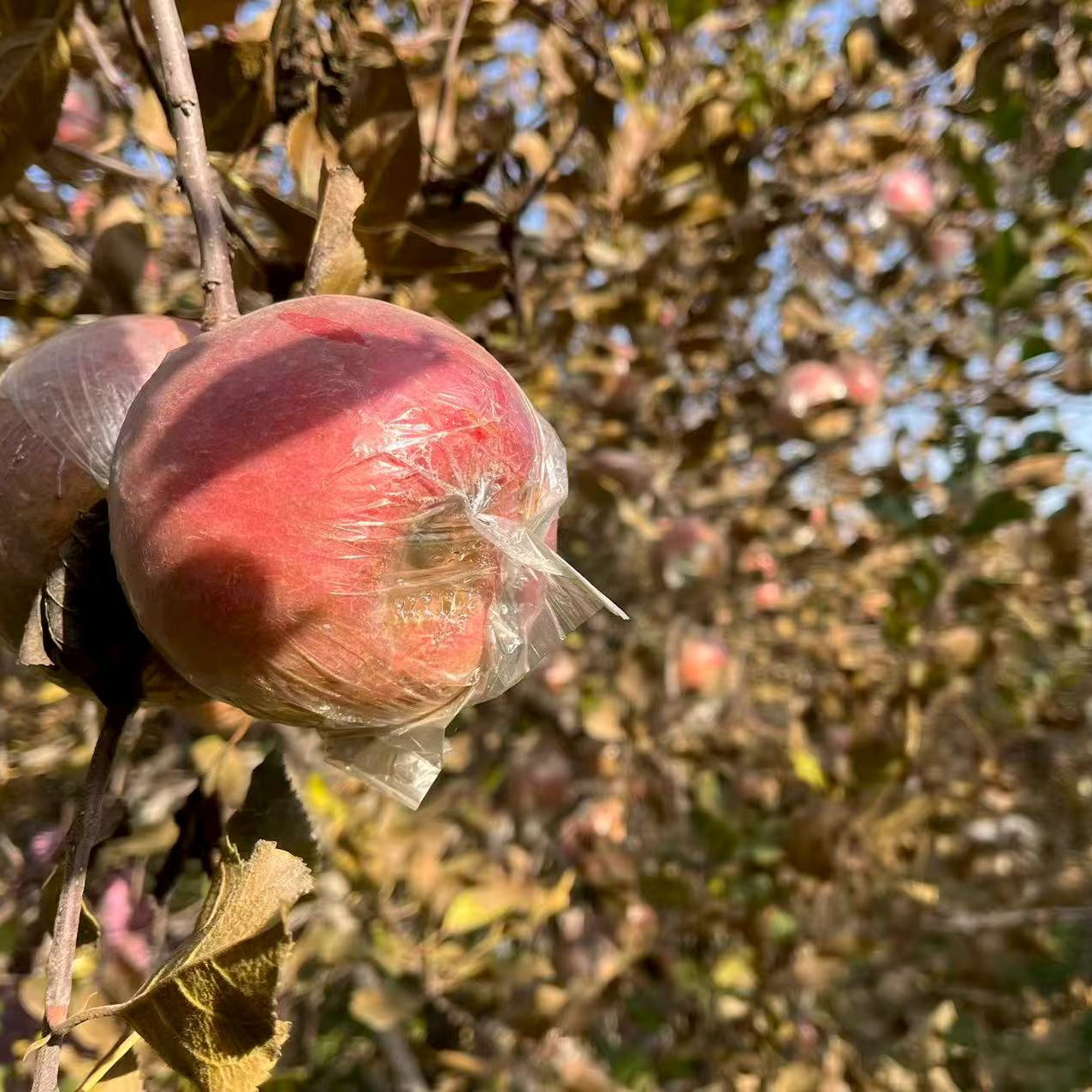 沙河富士苹果4.5斤7-9个果新鲜采摘水果