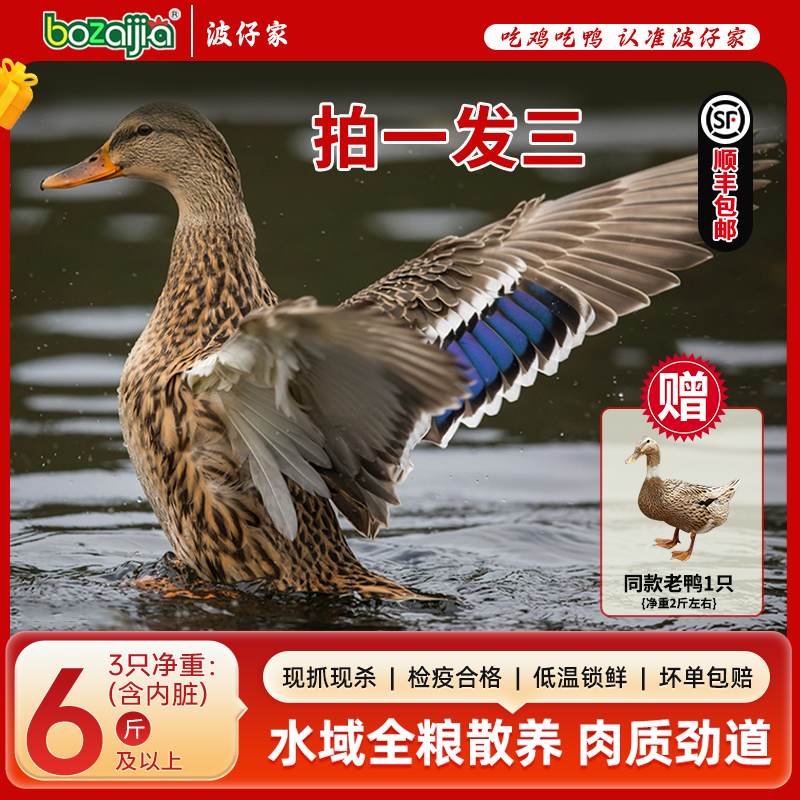 bozaijia波仔家【荆江老麻鸭】散养老鸭新鲜农家土鸭现杀真空保鲜