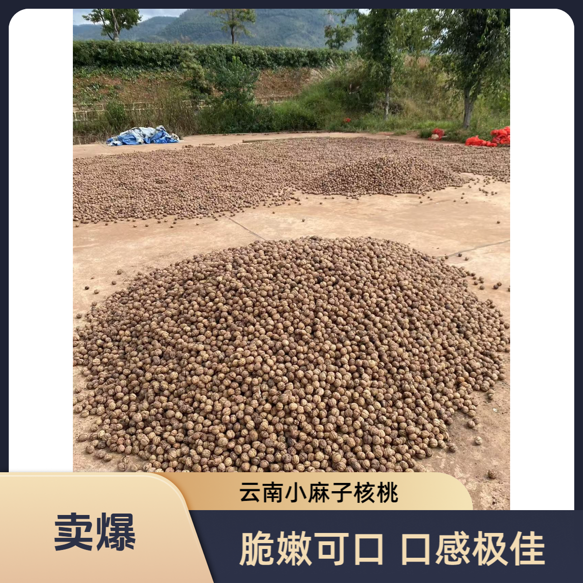 2025云南老品种细香小麻子干核桃不苦涩略带甜味孕妇小孩