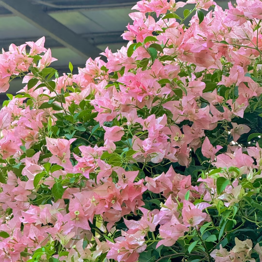 【卡亚塔】三角梅勤花高级色系带盆带土带花好养易活