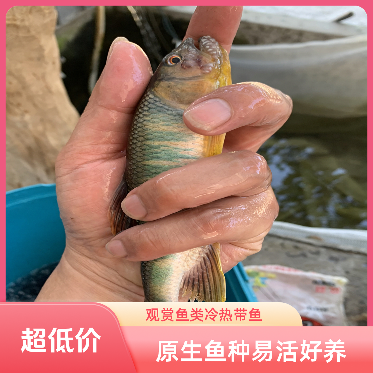 鳑鲏原生鱼马口宽鳍躐淡水小型大型观赏鱼活体冷水热带鱼易活招财