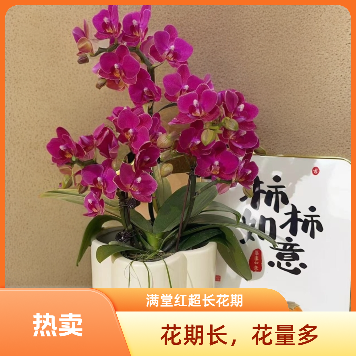 02【红日】欧品高端蝴蝶兰花花期超长