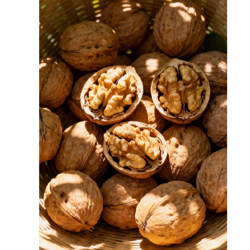 云贵高原老树核桃送夹子