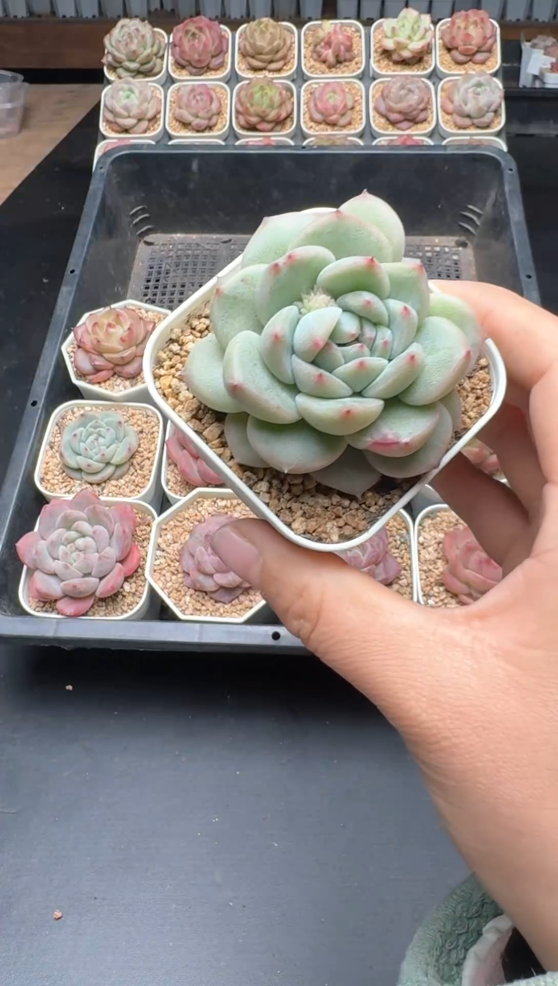 【闪购商品】450A号一物一拍多肉花卉植物拍3颗起发