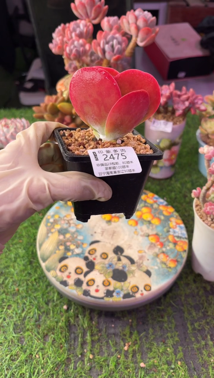 昆明印象多肉2475