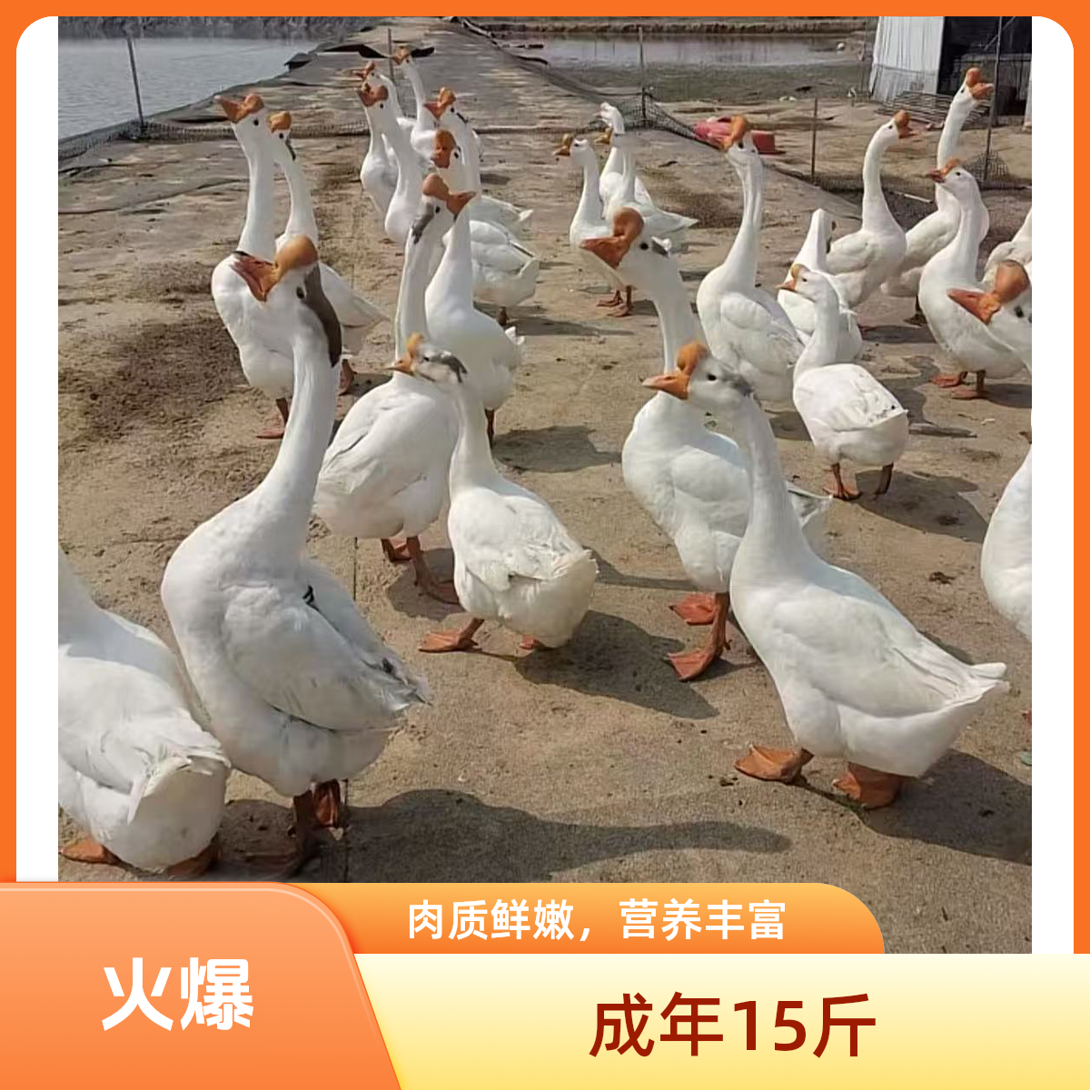 【三花鹅】宠物   顺丰包活到家