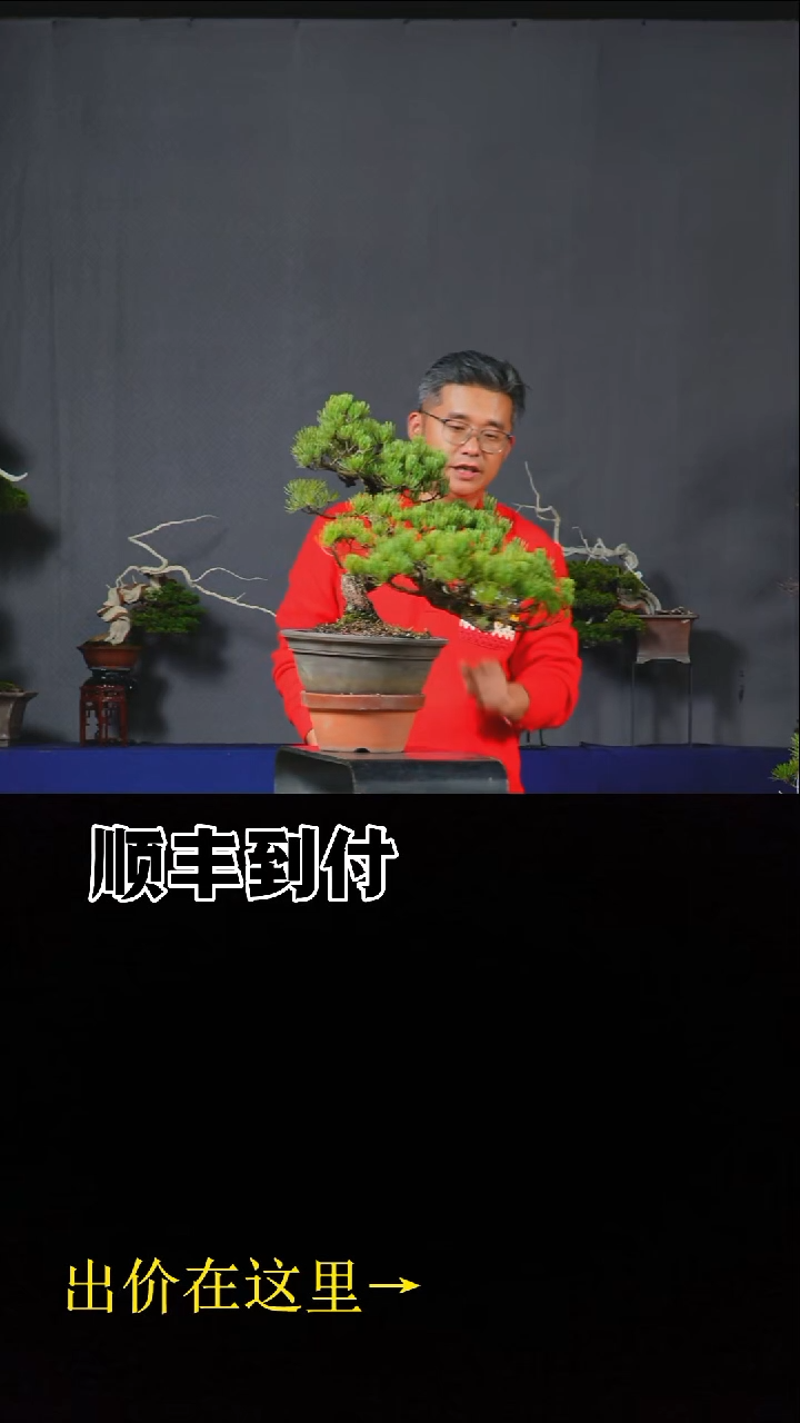无花朵大阪五针松bubapyou