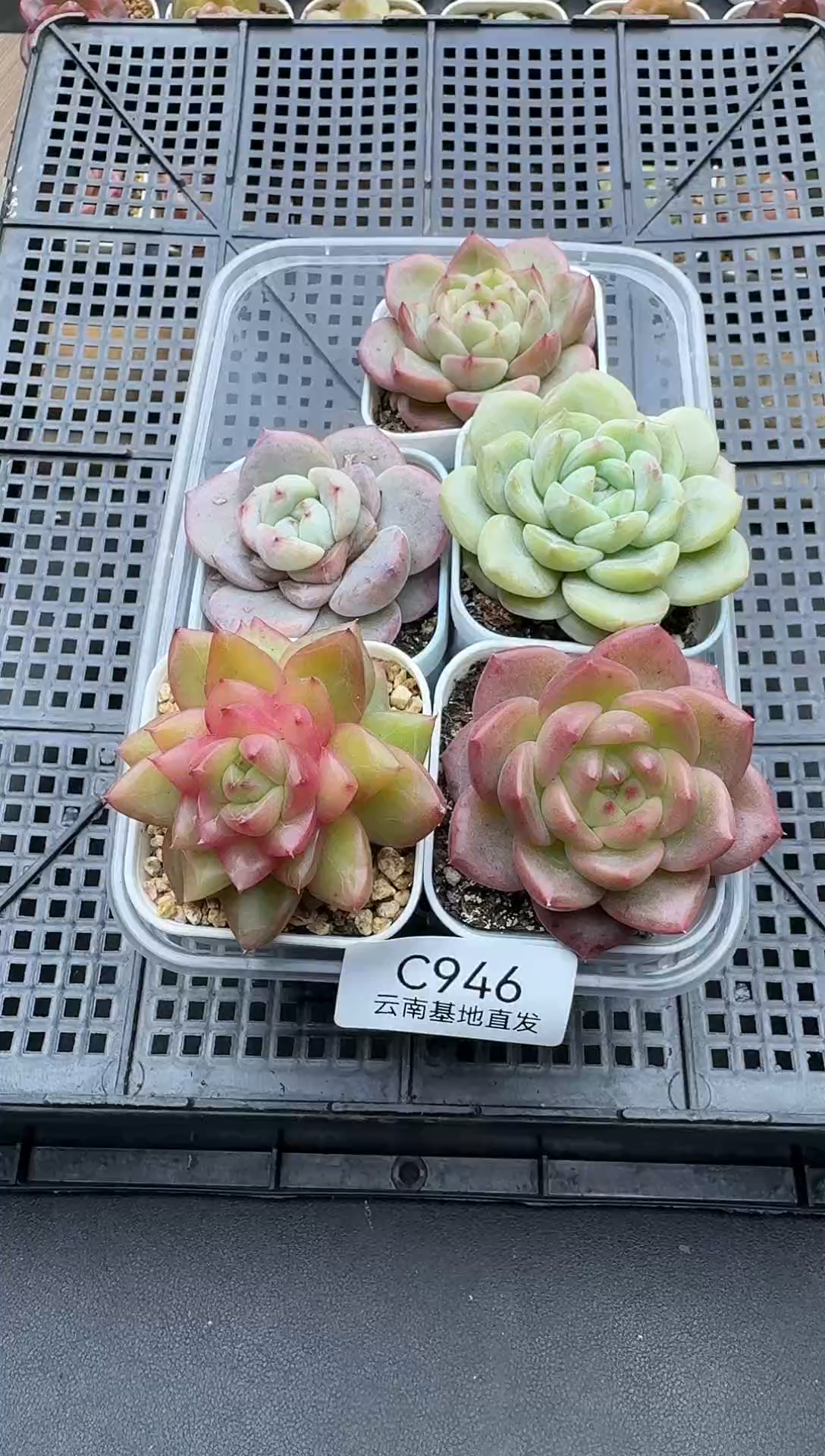 珍妮杂交多肉C946