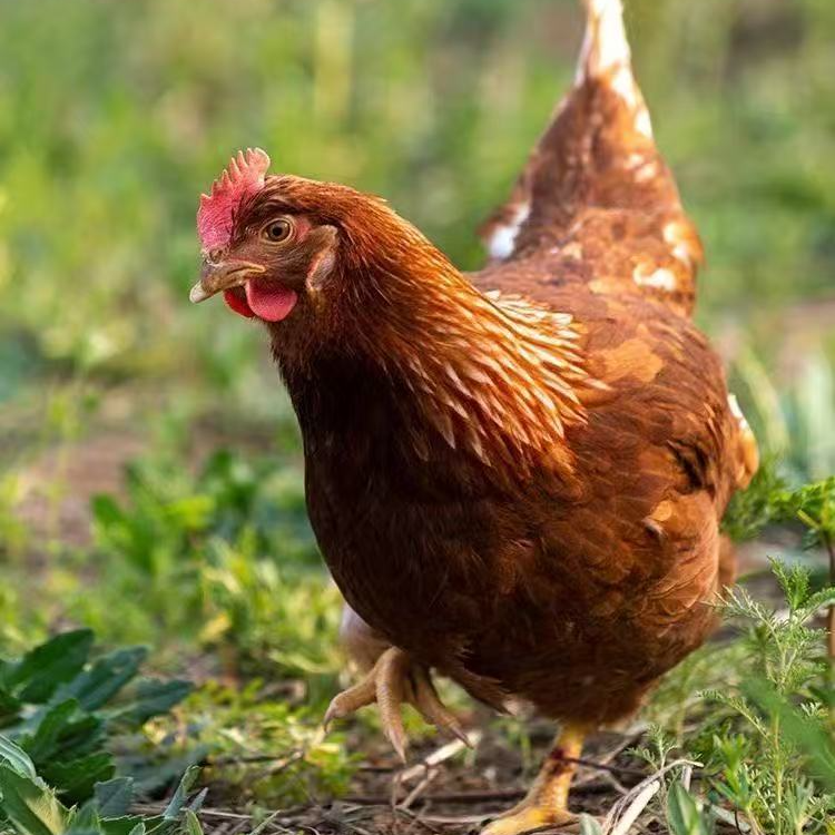 希尔鸡海兰褐蛋鸡红毛蛋鸡/售后七天