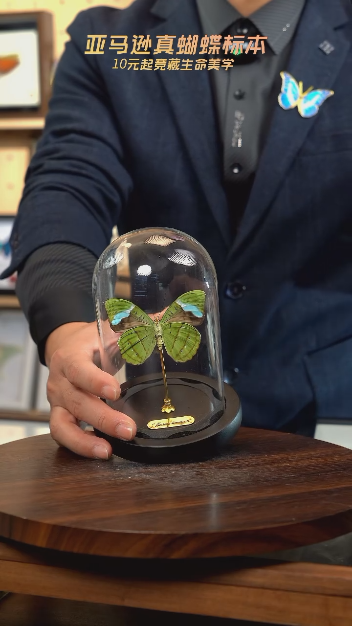 蓝带鸭反面小号玻璃罩