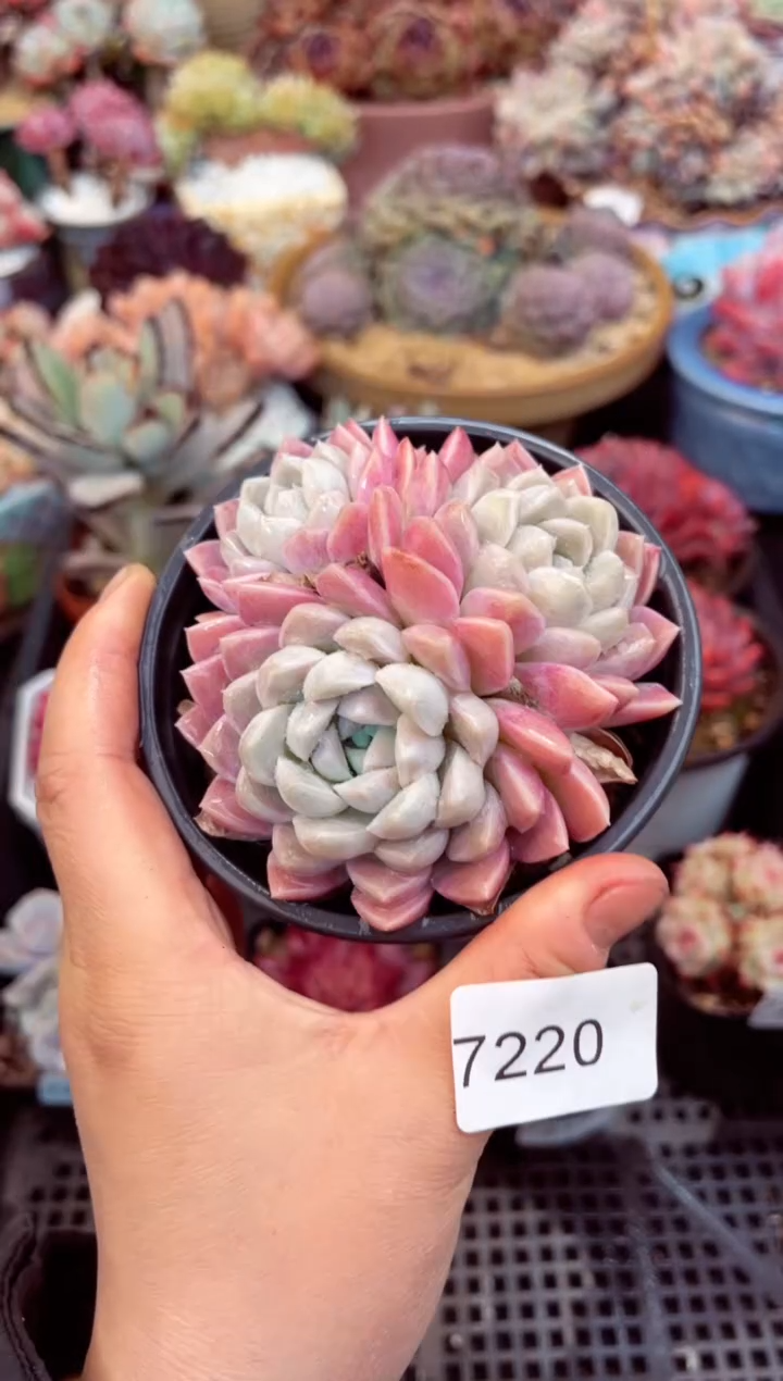 【闪购商品】7220奶油美人多肉