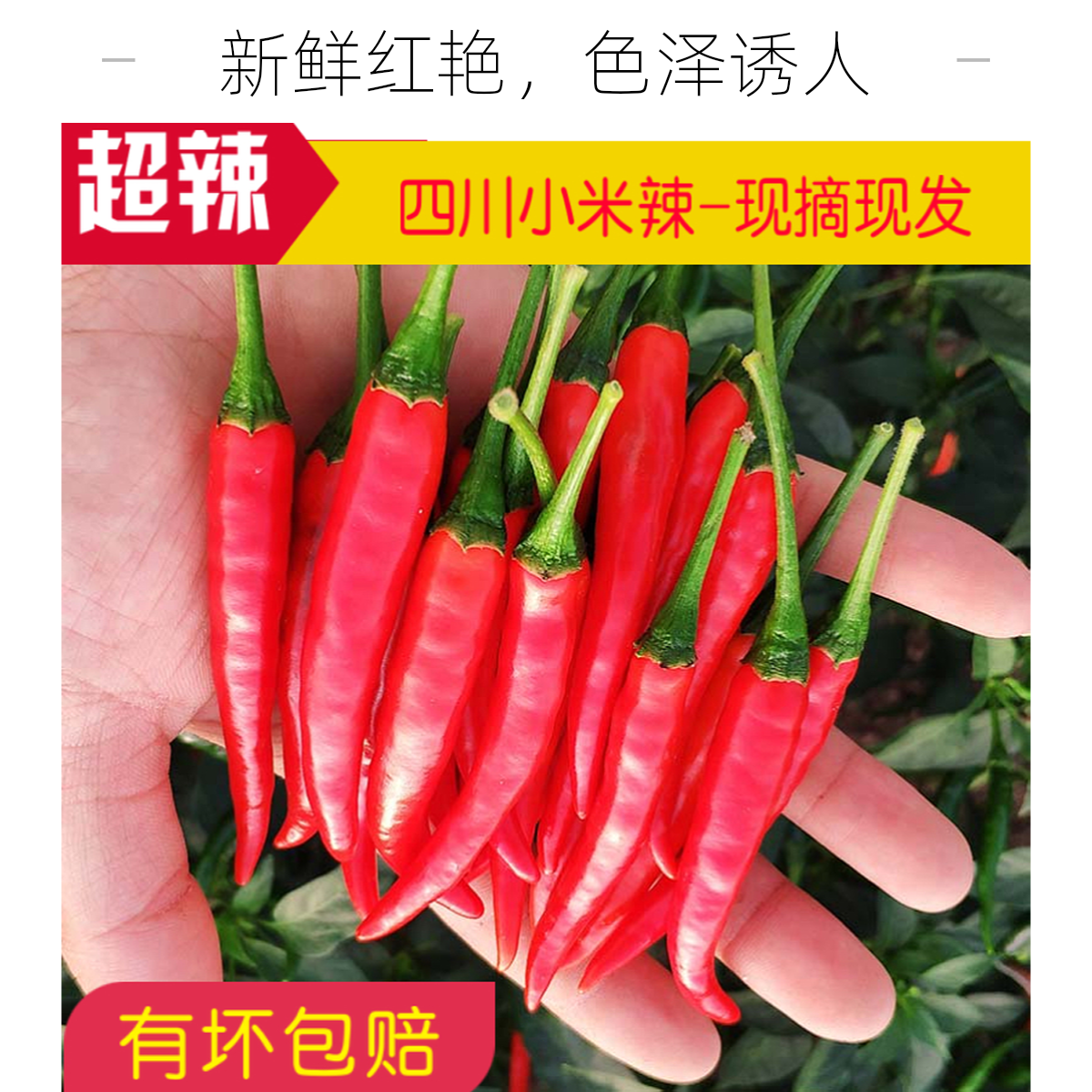 【红/青小米辣】明日达四川新鲜现摘现发小米辣泡椒剁椒小辣椒辣椒同城配