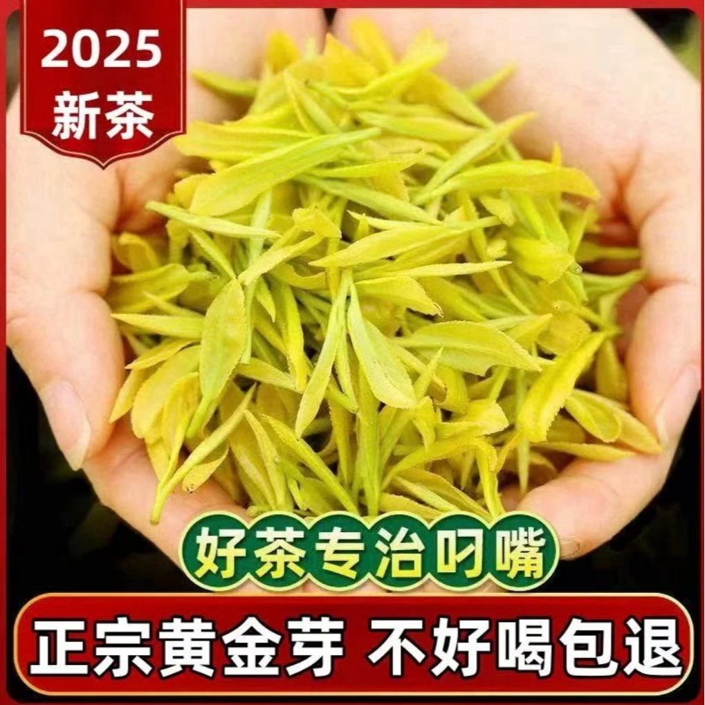 【2025年AAA特级明前】高山黄金芽豆香板栗香 鲜爽回甘茶叶礼盒送人