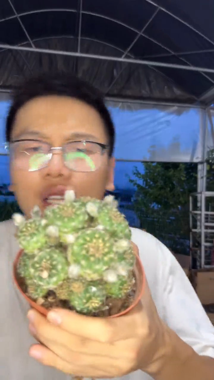 阳春丸 群生【带根】不指定带花苞