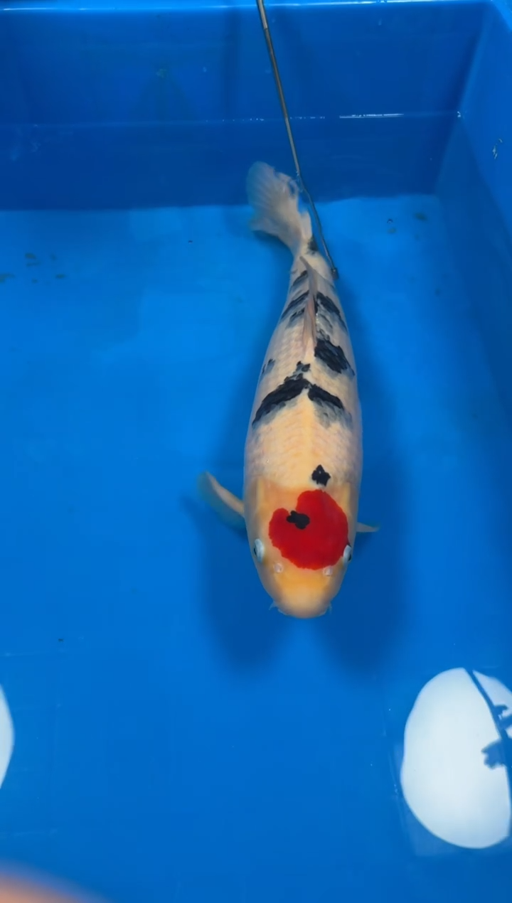 锦鲤【251212-33】银鳞大正 60公分 公鱼 昭日锦鲤