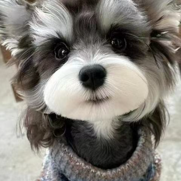 成都萌宠一家精品宠物活体链接