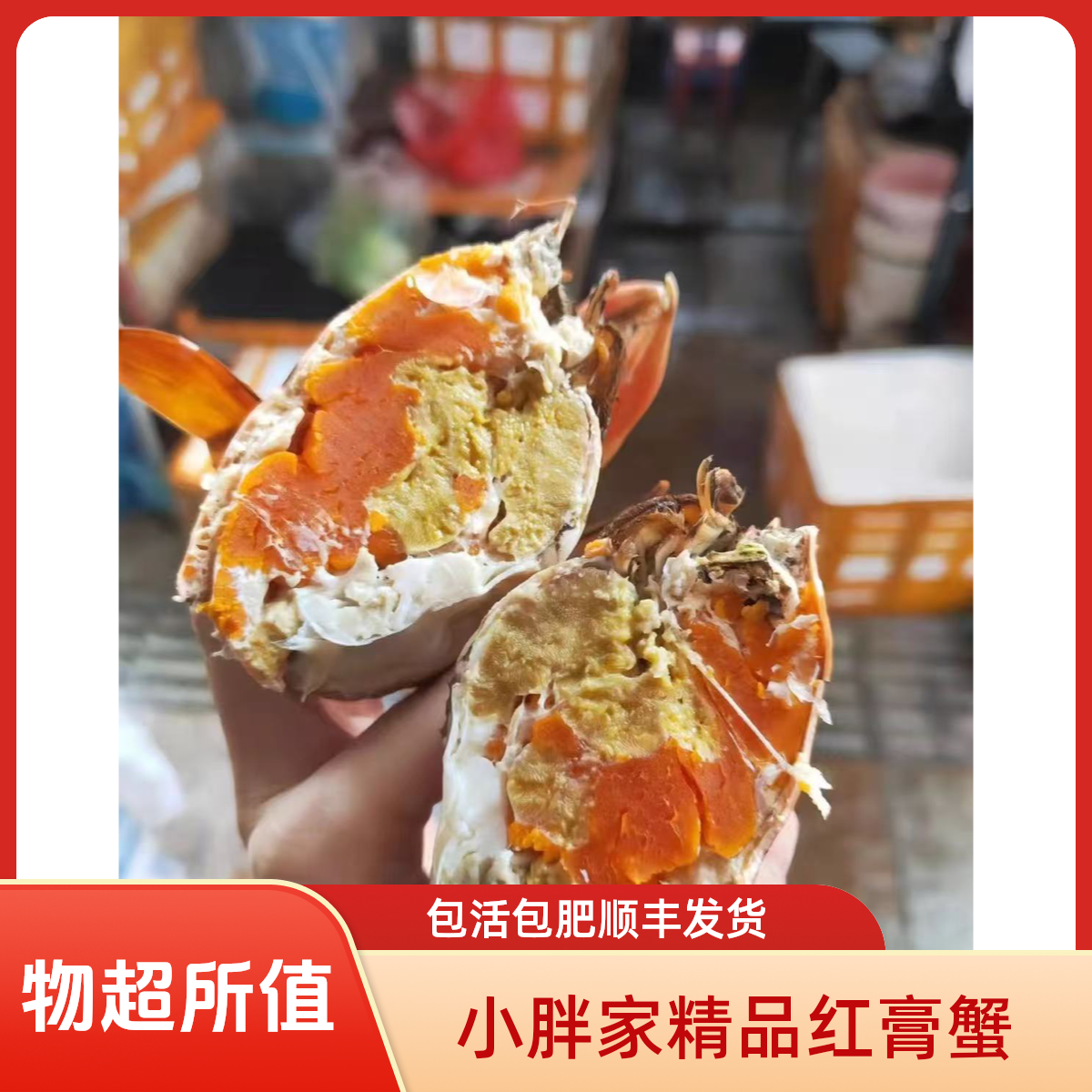 阿湖家*野生精品膏蟹包活包肥