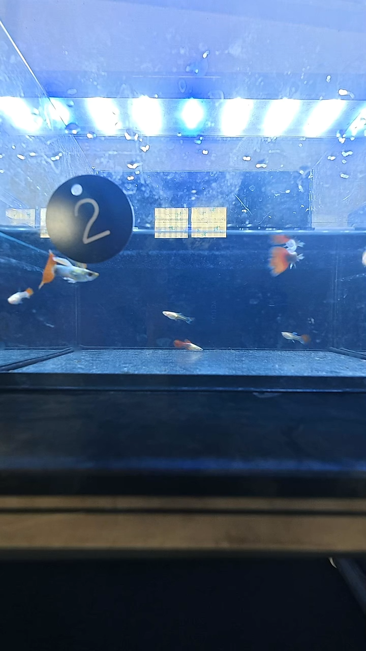 孔雀鱼2号玻璃体小红