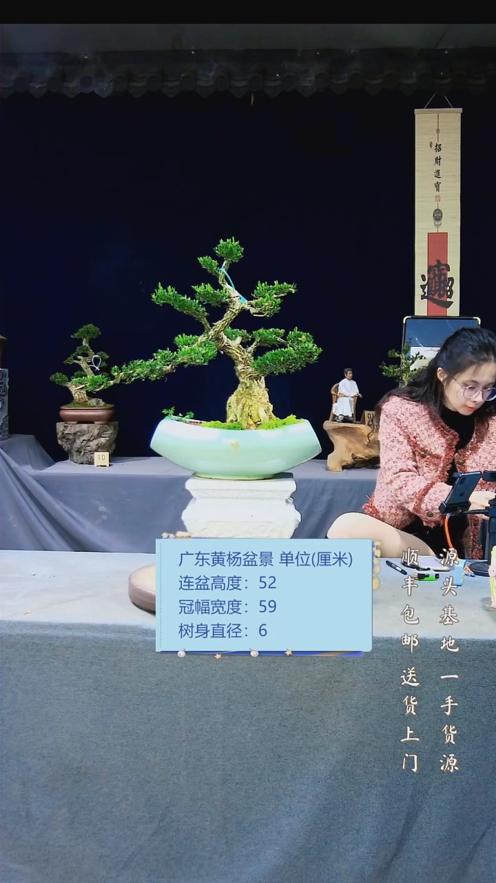 【闪购商品】雀舌黄杨盆景雀舌黄杨盆景