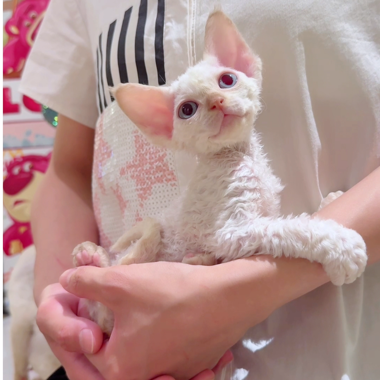 红重点/火焰色/奶油色/凯米尔色德文弟弟活体宠物猫