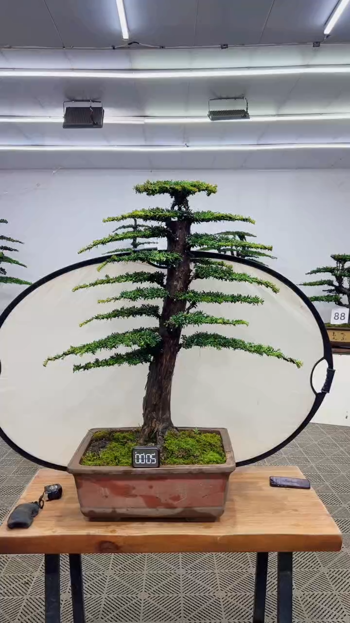 无花朵造型盆景一物一拍