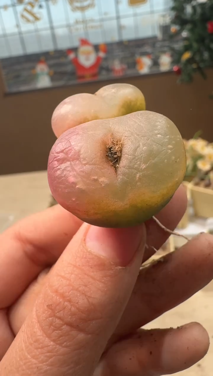 26-68多肉植物肉锥