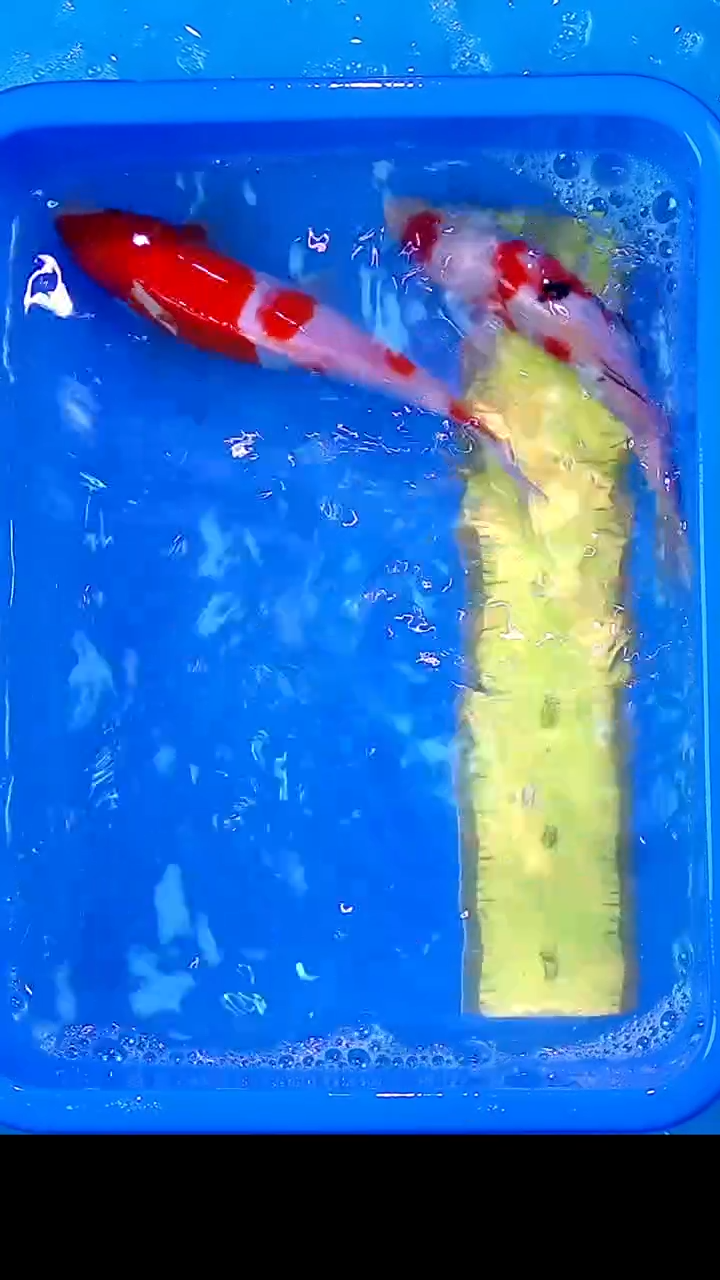 锦鲤12月22日锦鲤63