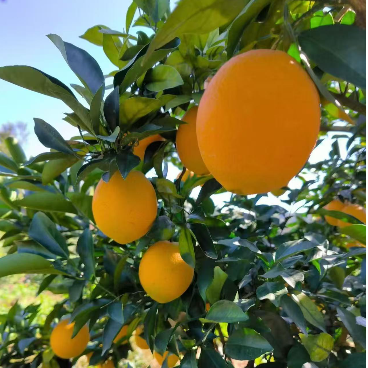 江西正宗赣南脐橙新鲜橙子现摘现发孕妇小孩应季水果赣州产地直发