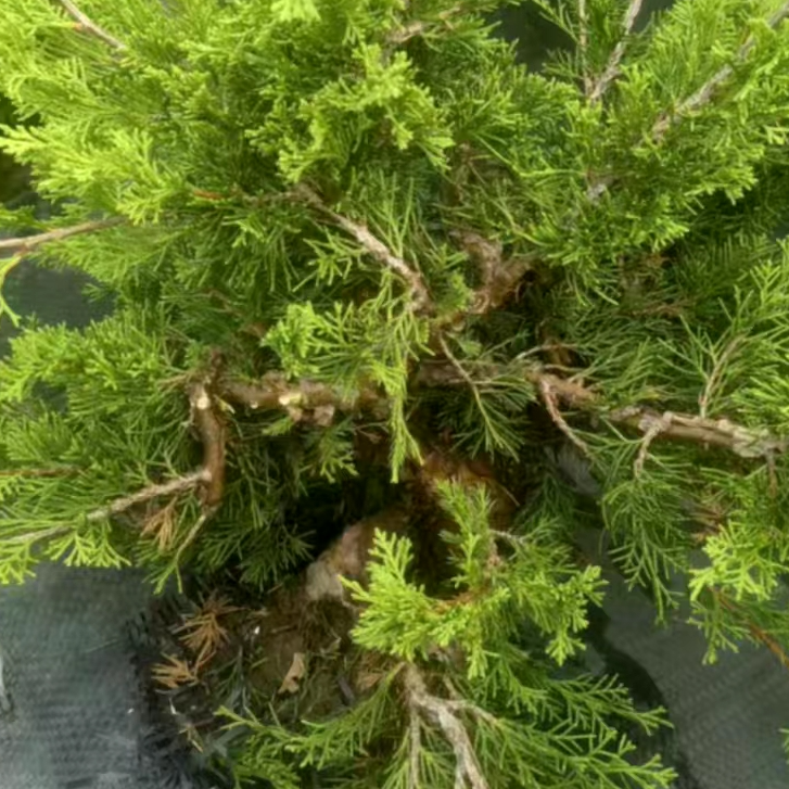 济州真柏盆景一物一拍