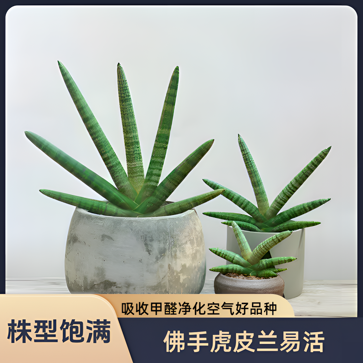 【好养易活】佛手虎皮兰稀有品种室内净化空气吸甲醛绿植