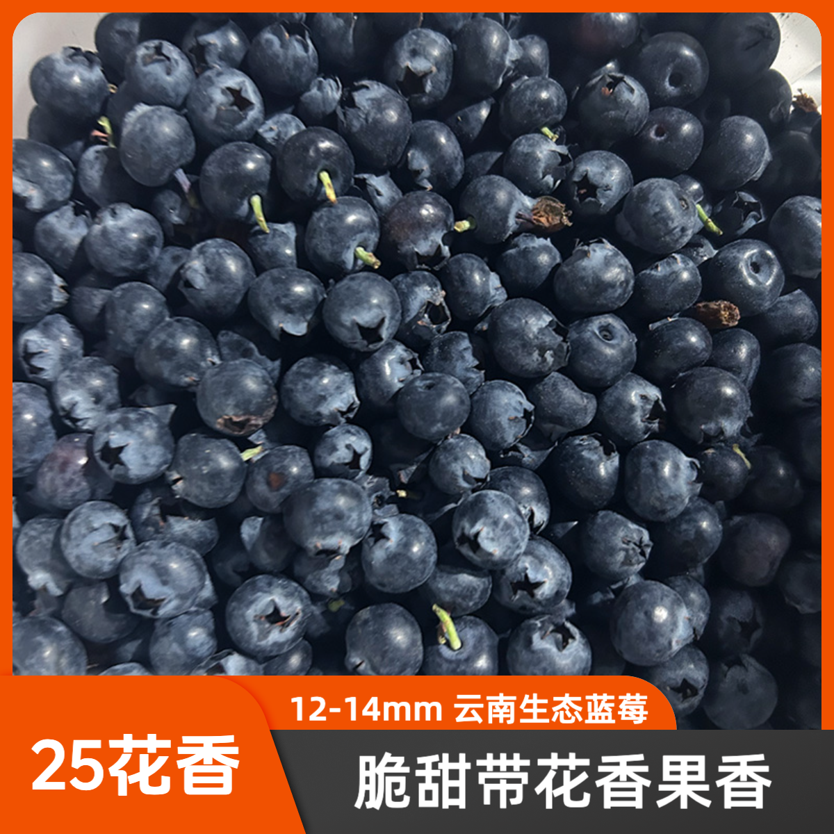 云南25花香【12+小果】露天蓝莓果园宝妈孕妈宝宝辅食新鲜基地采摘