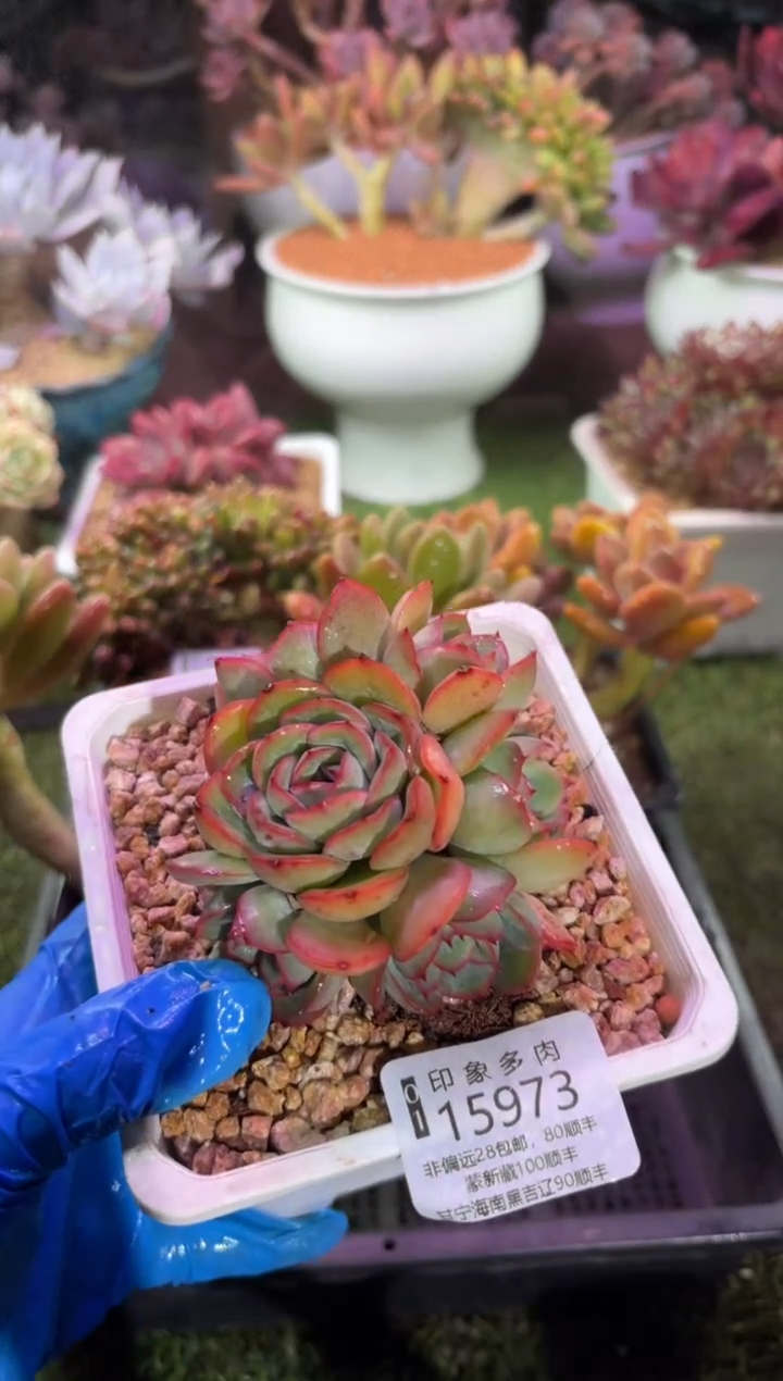 【闪购商品】15973