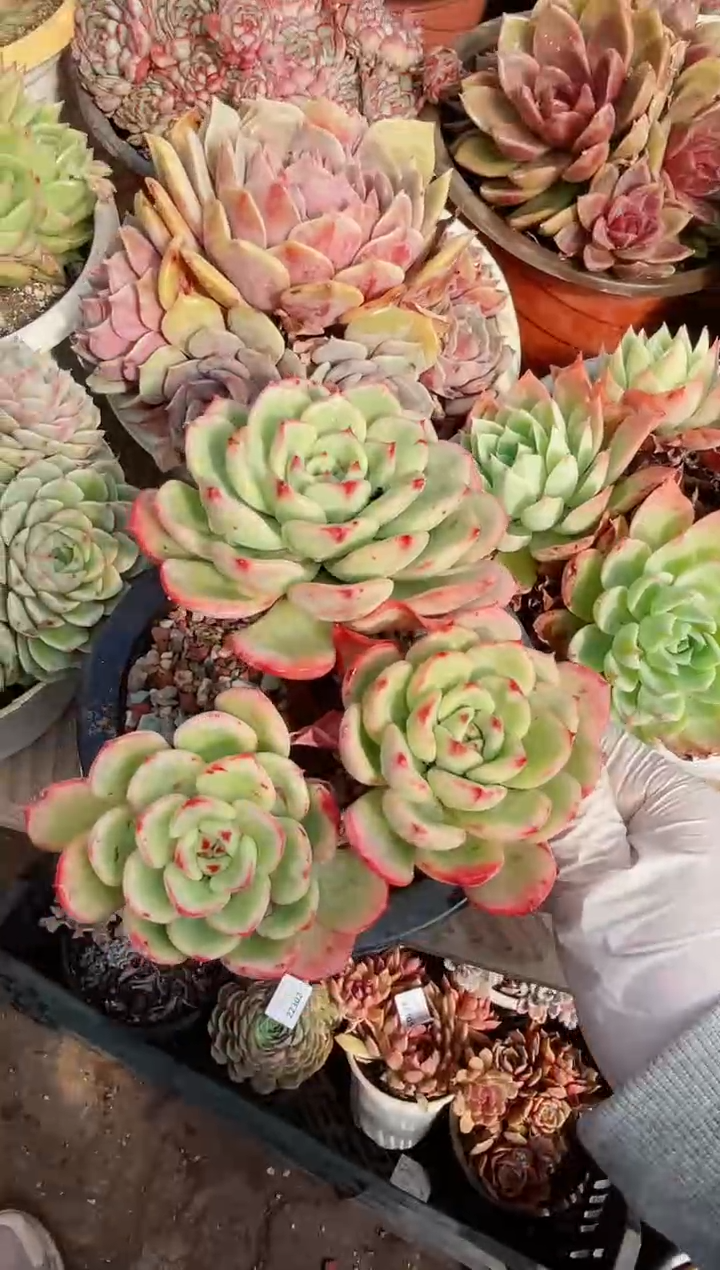 【闪购商品】22319