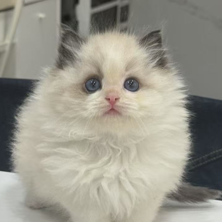 来了姊妹-海双布偶猫 弟弟 2