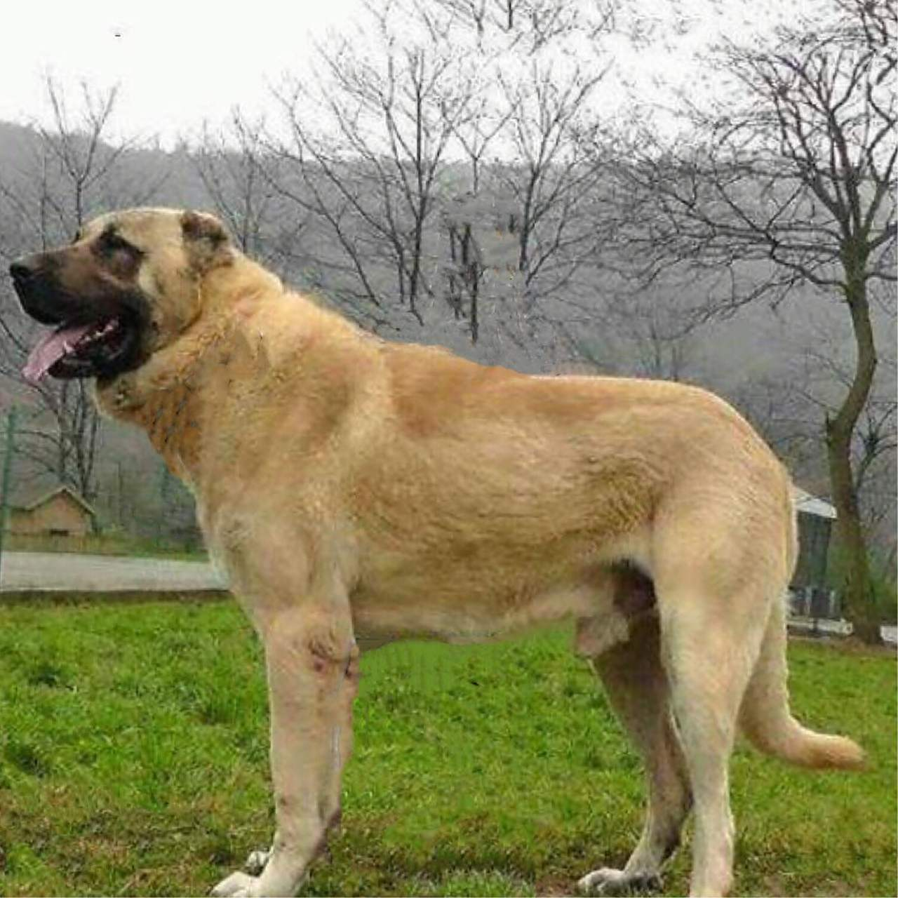 纯种坎高犬伴侣犬牧羊犬巨型犬